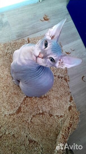 Донской сфинкс котята