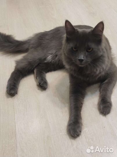 Кот для вязки