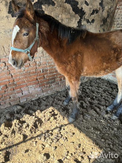 Жеребка 8 месяцев