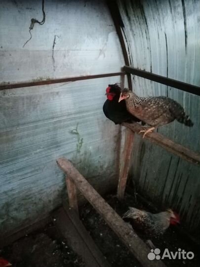 Петухи разной породы и 6 месяцев вкук