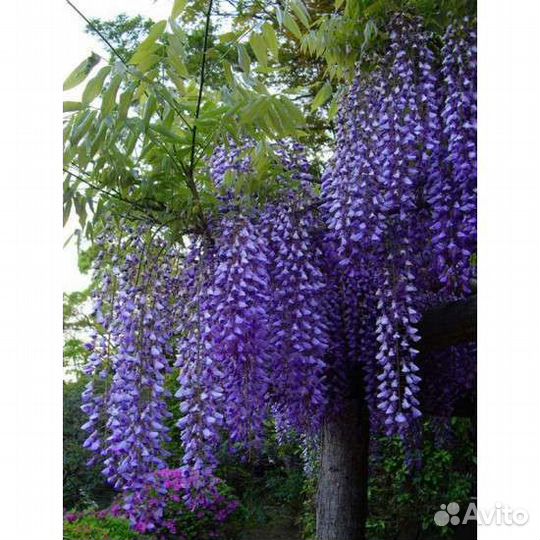 Саженцы глицинии