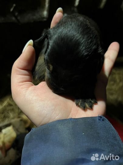 Продаю щенков, 4 девочки осталось