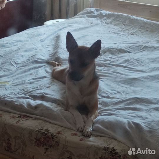 Собака