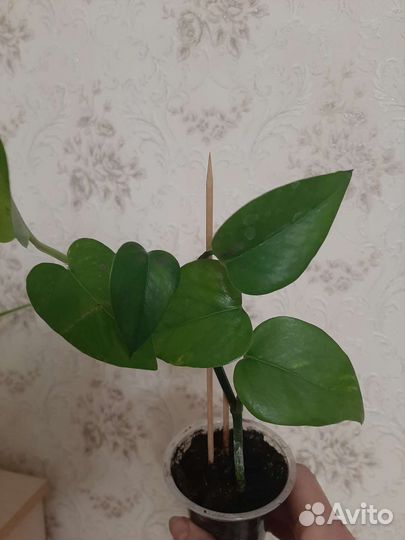 Гиппиаструм,шефлера,эпипремнум