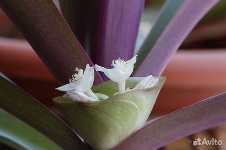 Рэо растение