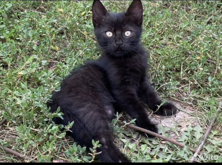 Кошки в добрые руки бесплатно