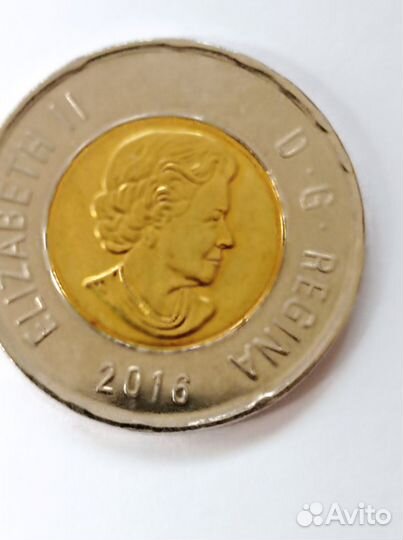 Монета 2 доллара Канады. Медведь