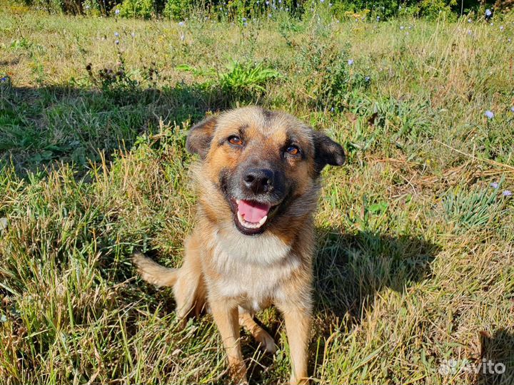 Пристраивается бездомный пёс