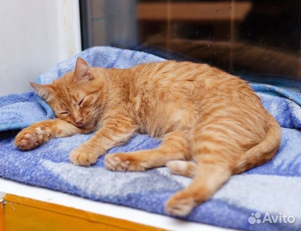 Рыжая кошечка Герда