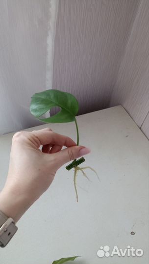 Рафидофора (монстера минима)