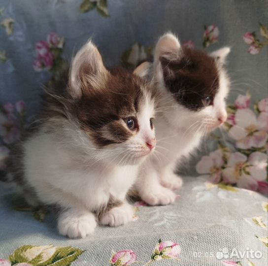 Отдам котят в добрые руки