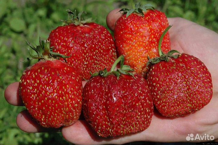 Виктория крупноплодная, земклубника