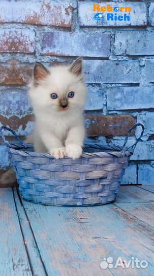 Ragdoll девочка Жу жу