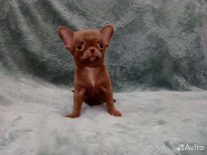 Чихуахуа мини мальчик