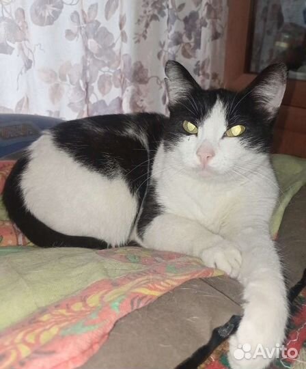 Кошка в дар бесплатно