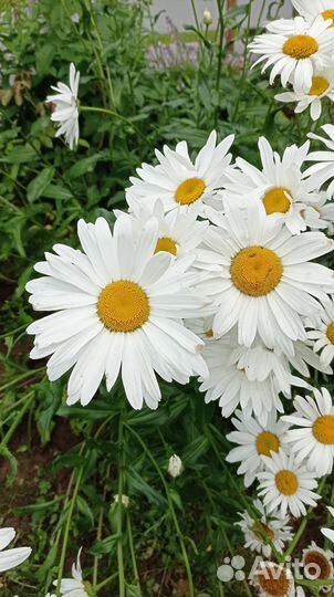 Низкорослая ромашка (нивянник) Мадонна