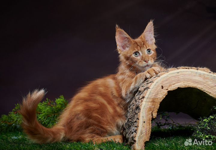 Котята мейн-кун