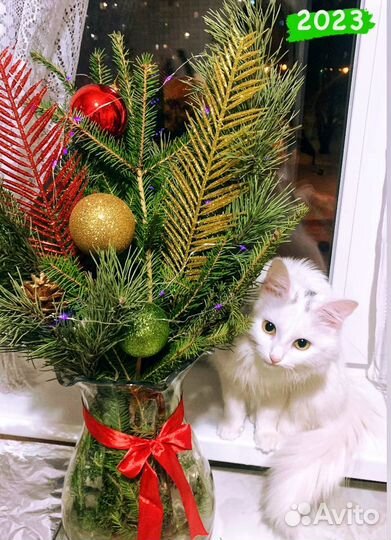 Кошка ищет кота