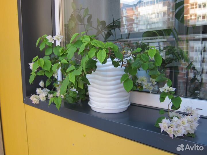 Бугенвиллия