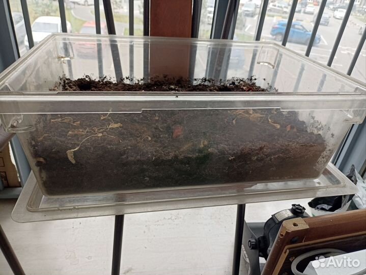 Ящик для рассады. Размер 60х40х22