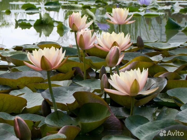 Нимфеи для пруда