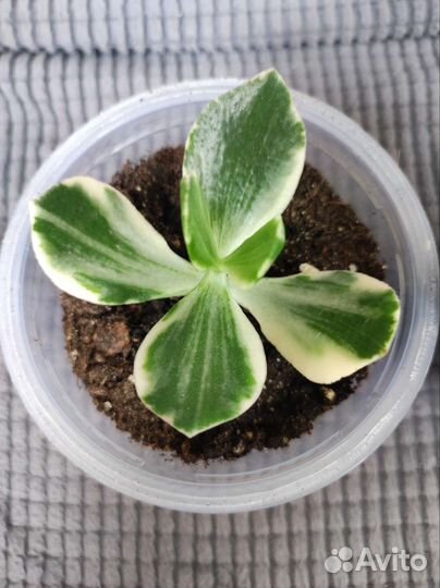 Толстянка вариегатная