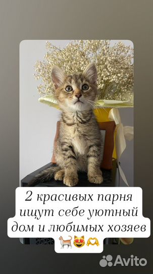 Отдам в добрые руки от домашней кошки