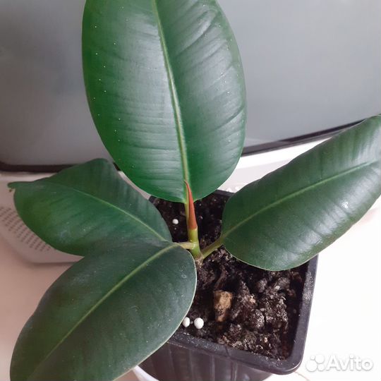 Фикус каучуконосный эластика