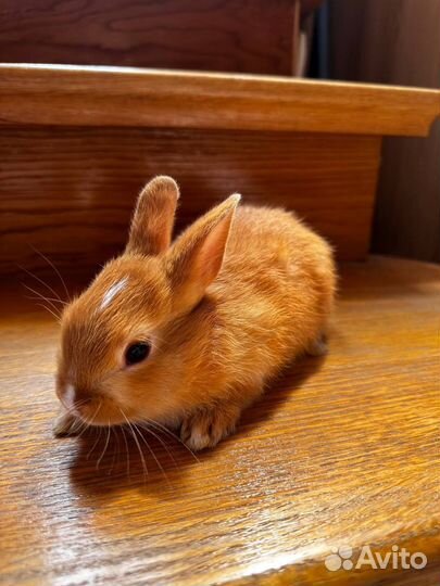 Карликовый кролик