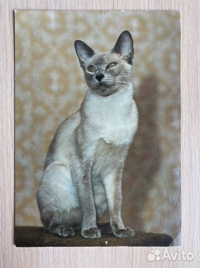 Открытки «Кошки»