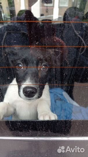 Доставка на маркетплейсы wildberries, Зоотакси