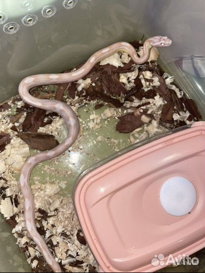 Маисовый полоз 