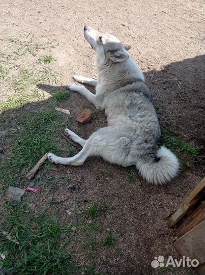 Продам щенков зсл