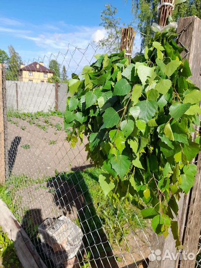 Веники для бани