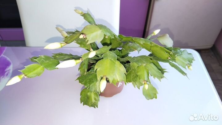 Кампанулы, укорененные черенки