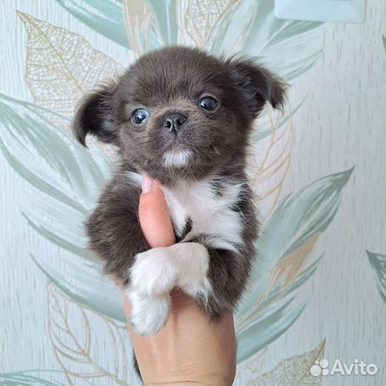 Щенки чихуахуа
