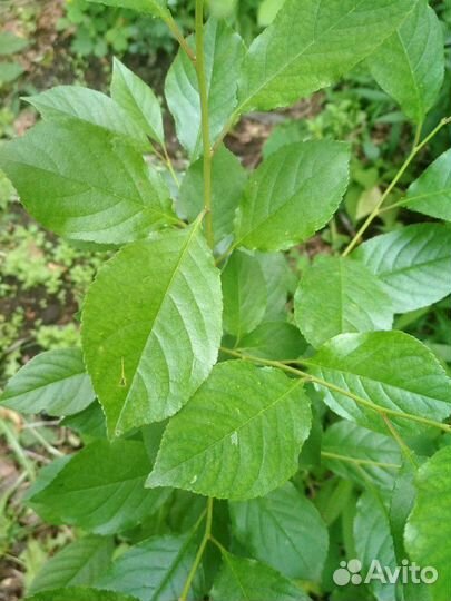 Вишня саженцы зимостойкая 1-5 леткние штамбовая