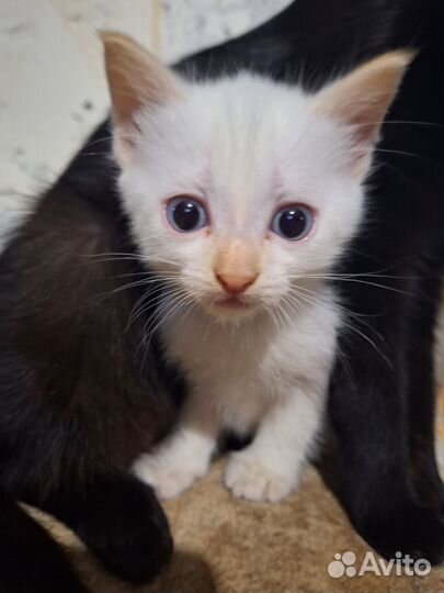 Котята.отец таец