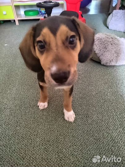 Щенки бигль