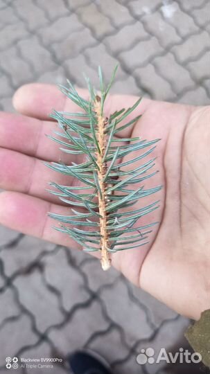 Ель голубая