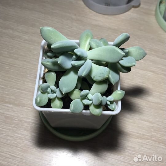 Суккуленты