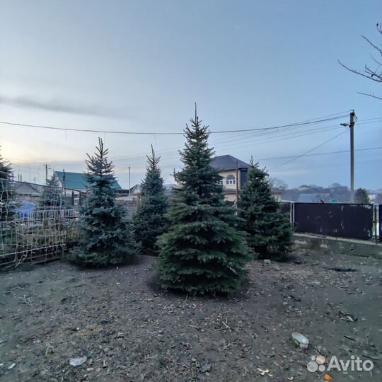 Ель голубая