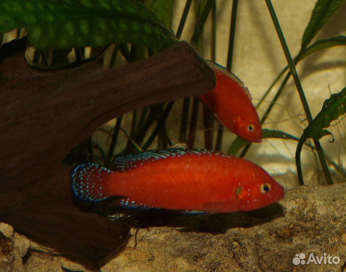 Hemichromis exsul подростки