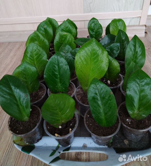 Замиокулькас долларовое дерево