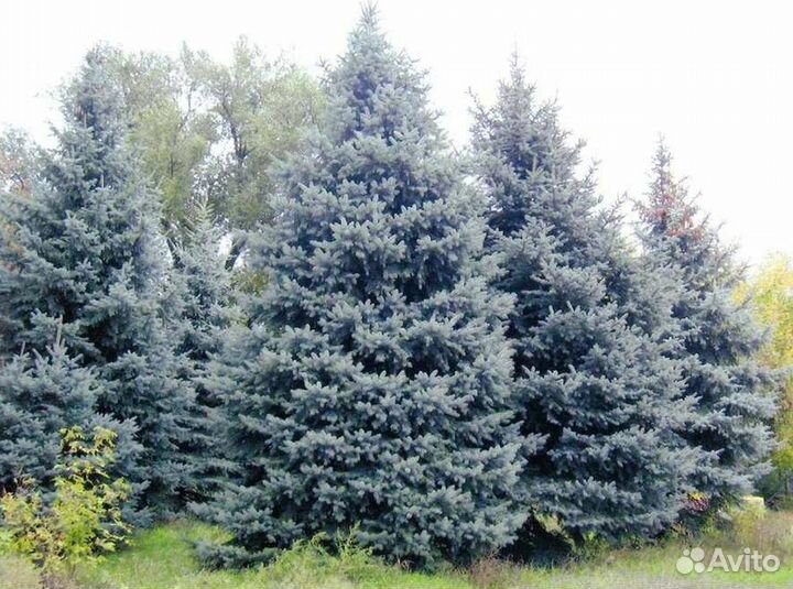 Ель голубая
