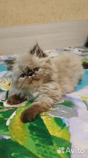 Персидские котейки