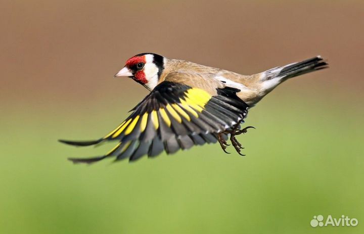 Птица щегол