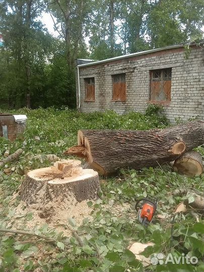 Спил деревьев