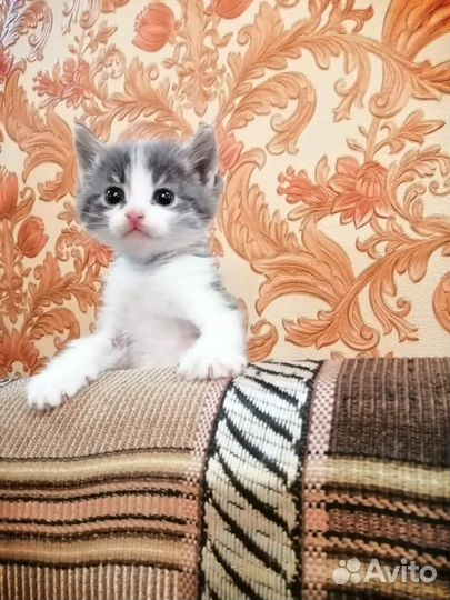 Куку я здесь