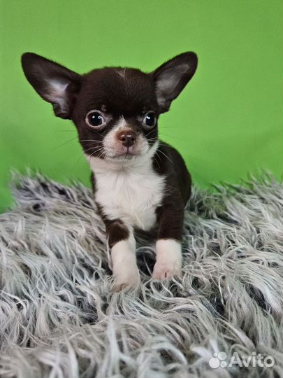 Чихуахуа мальчик шоколадного окраса